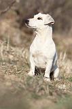 JACK RUSSEL 010